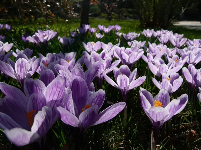 Jardin